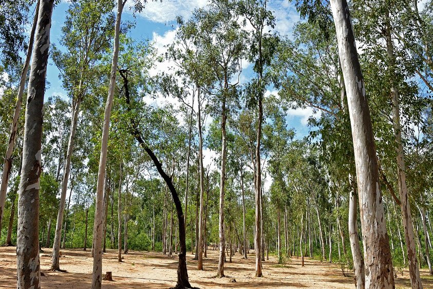 Sonajhuri Forest